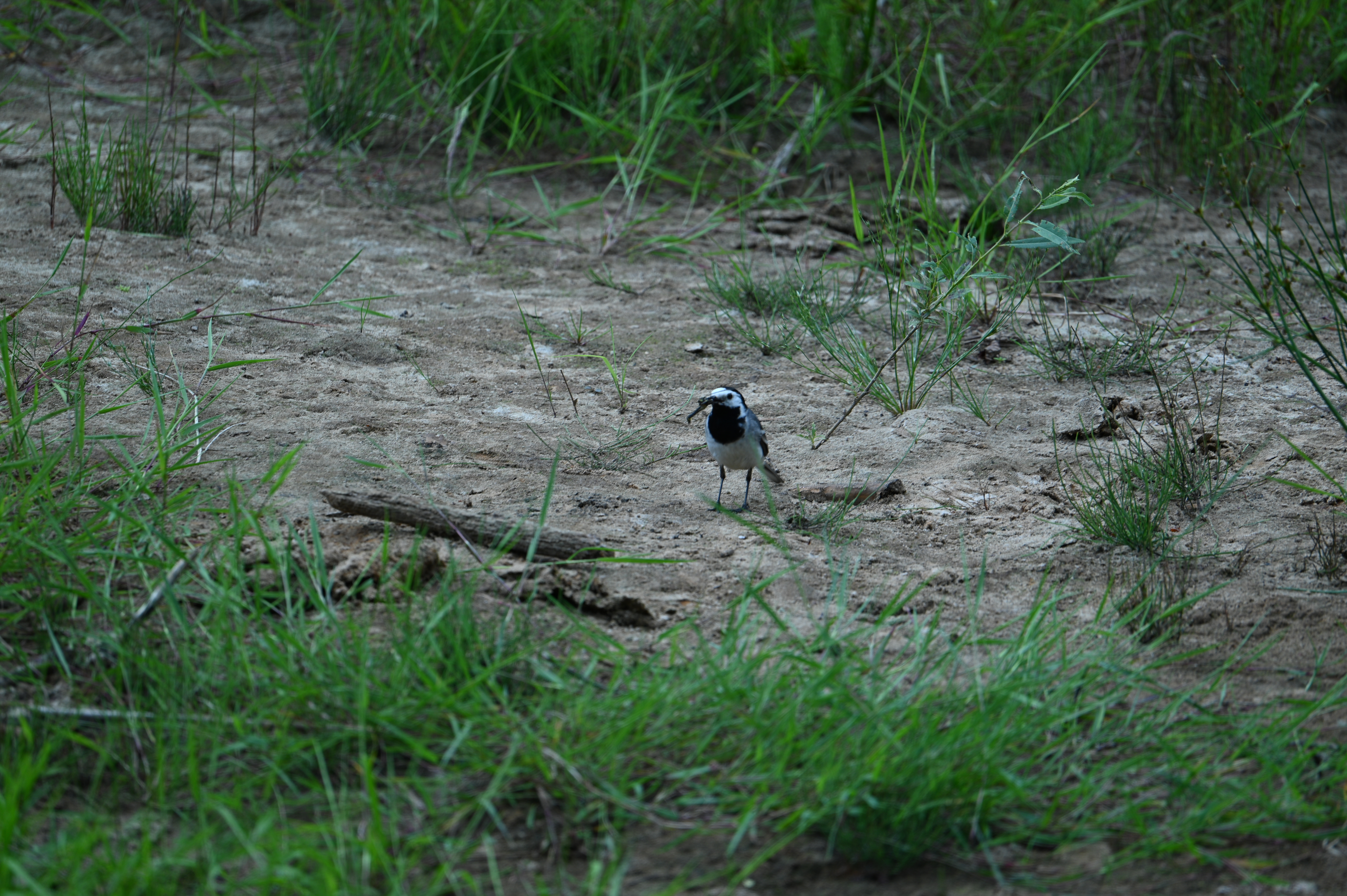 2025/07/09-14 - trip/DSC_0409.JPG